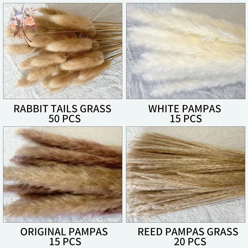 Pampas Natural Dried Flowers! 🌾🍂🌸