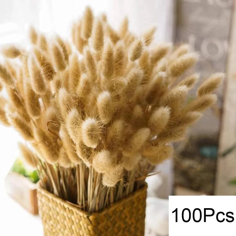 Pampas Natural Dried Flowers! 🌾🍂🌸
