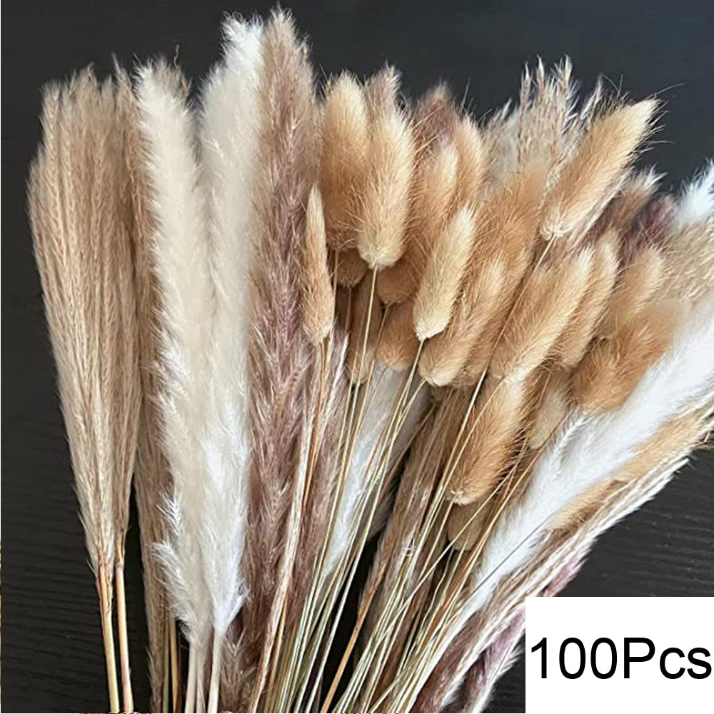 Pampas Natural Dried Flowers! 🌾🍂🌸