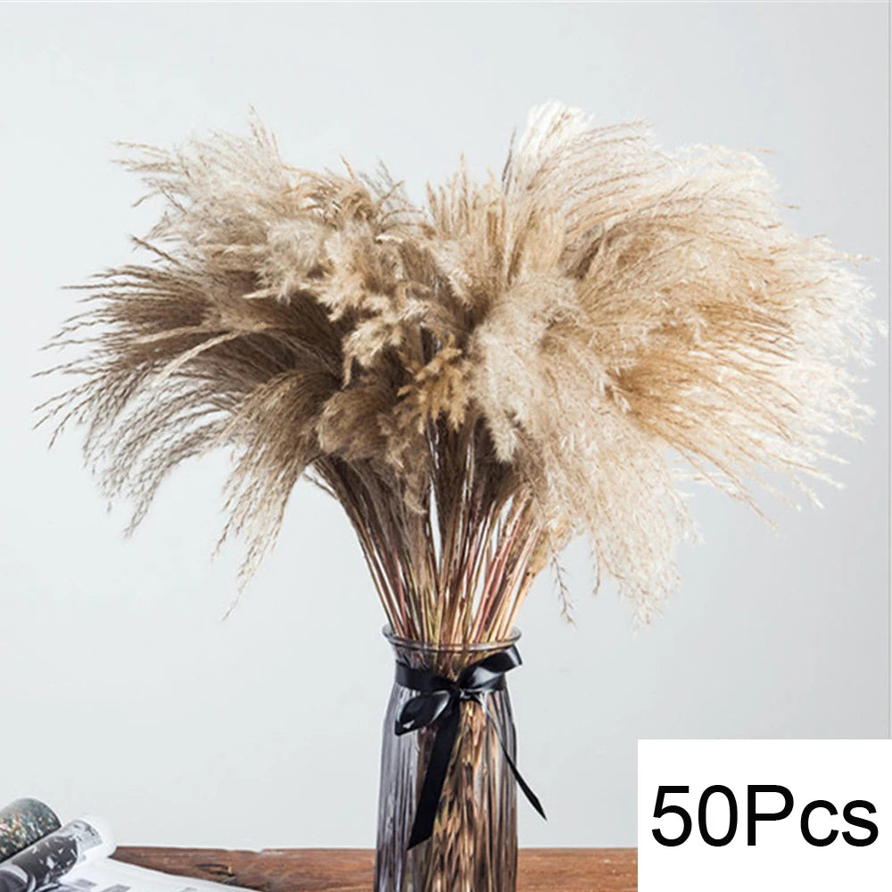 Pampas Natural Dried Flowers! 🌾🍂🌸