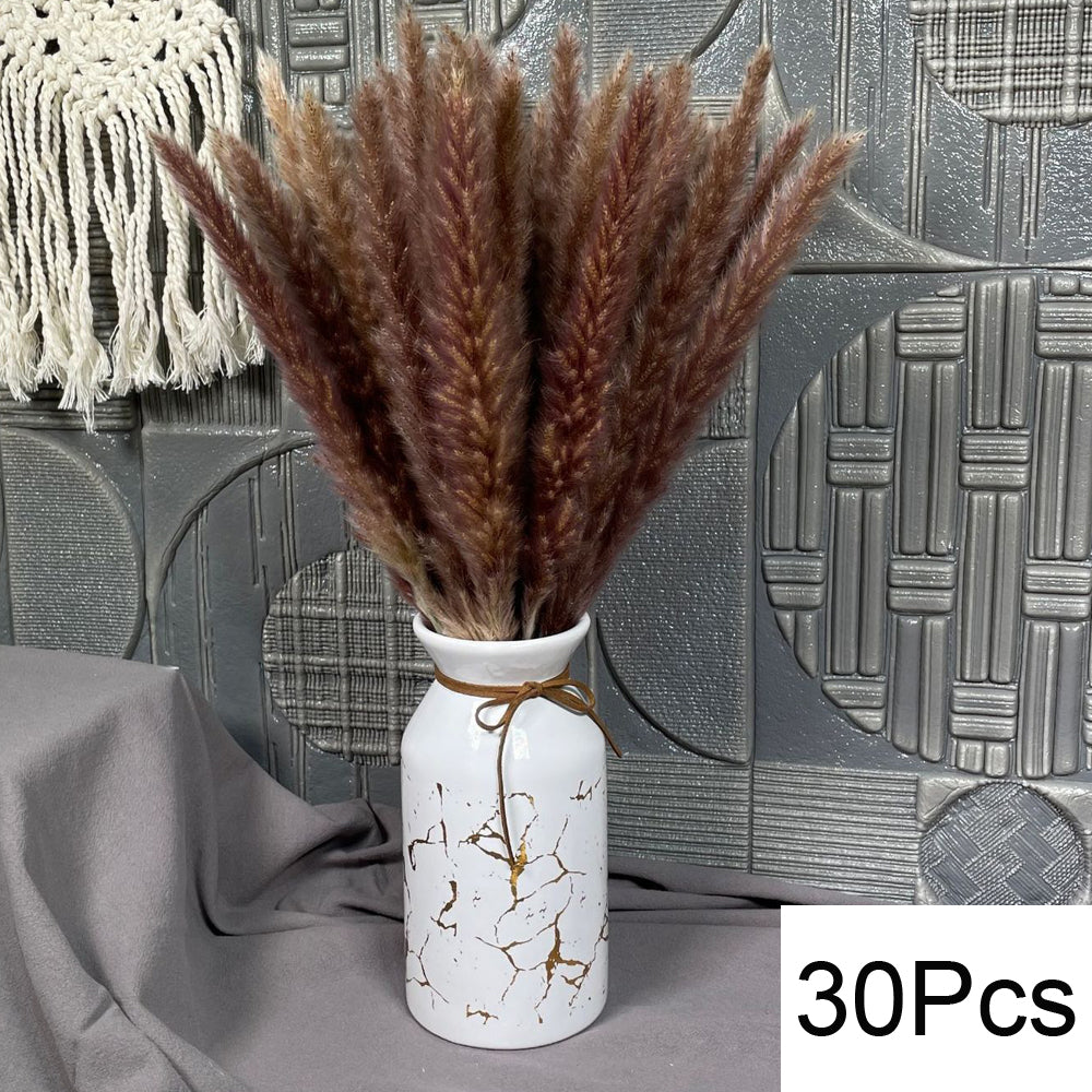 Pampas Natural Dried Flowers! 🌾🍂🌸