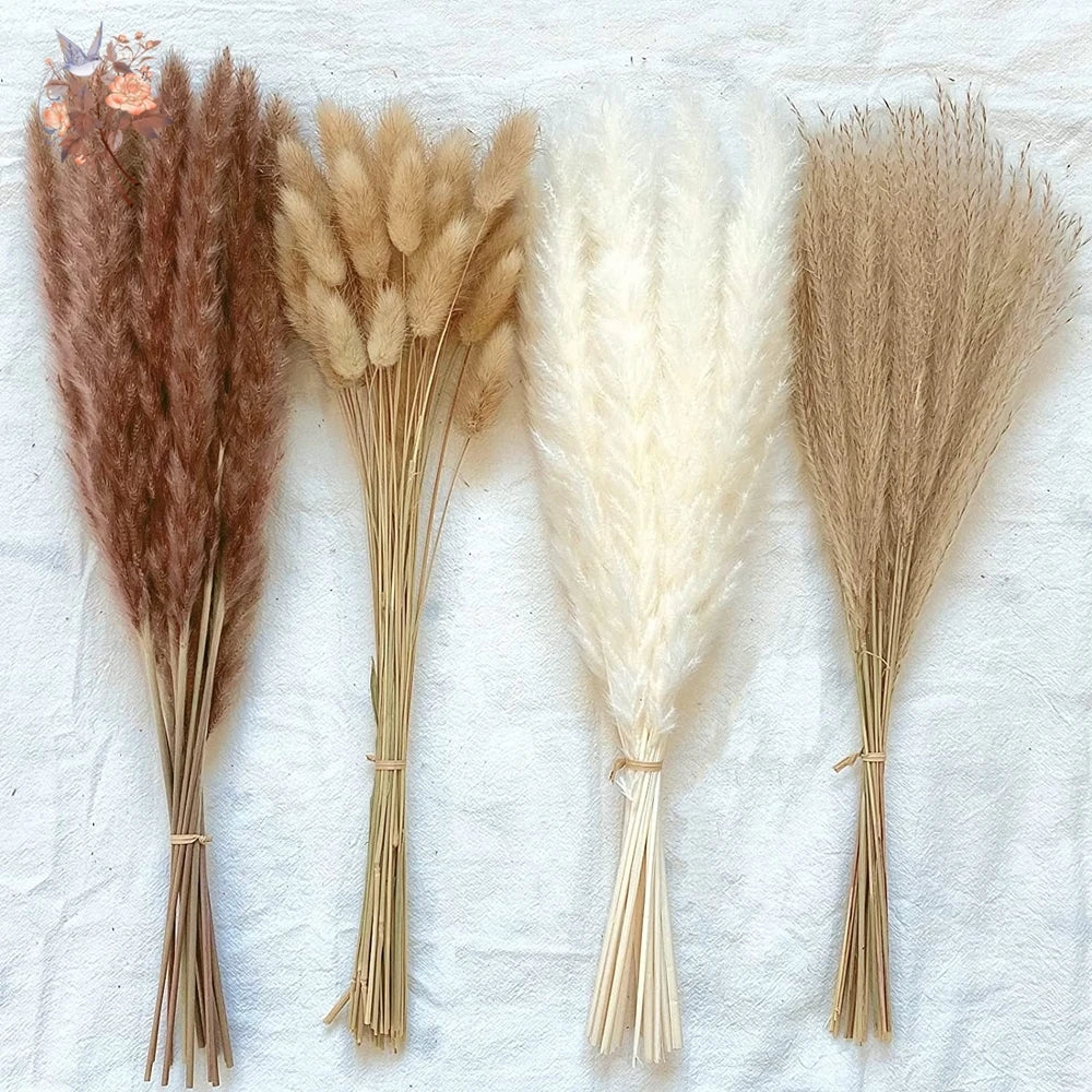 Pampas Natural Dried Flowers! 🌾🍂🌸