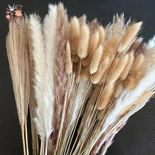 Pampas Natural Dried Flowers! 🌾🍂🌸